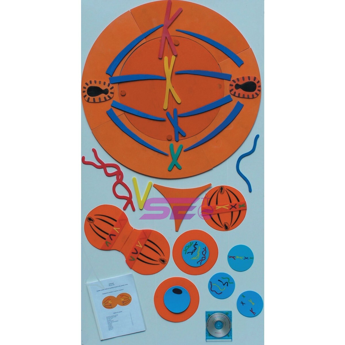 Mitosis Manipulatives Kit
